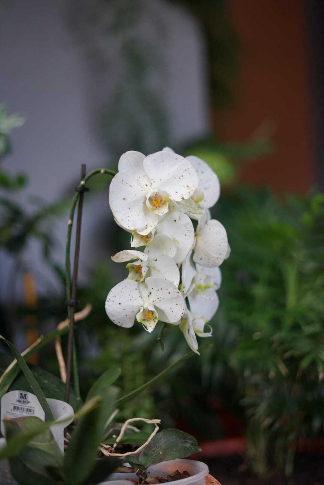 Gardens Guest House Sao Vicente  Luaran gambar